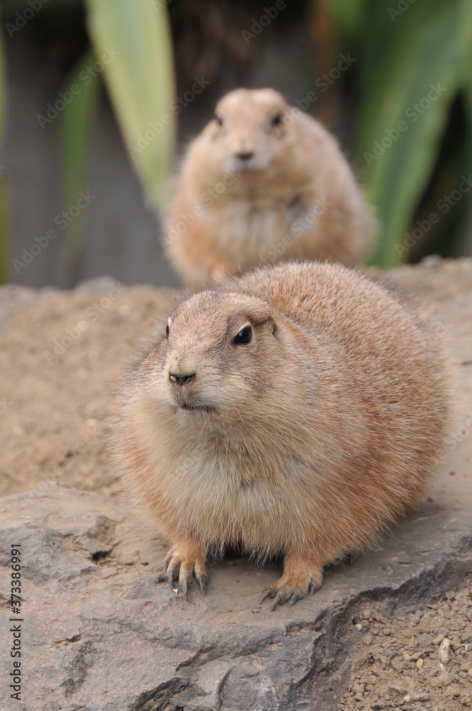 伊豆シャボテン公園