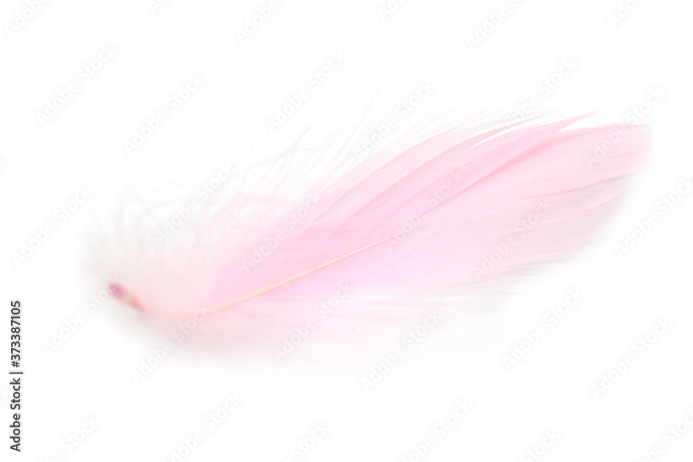 Beautiful pink feather Beautiful pink feather