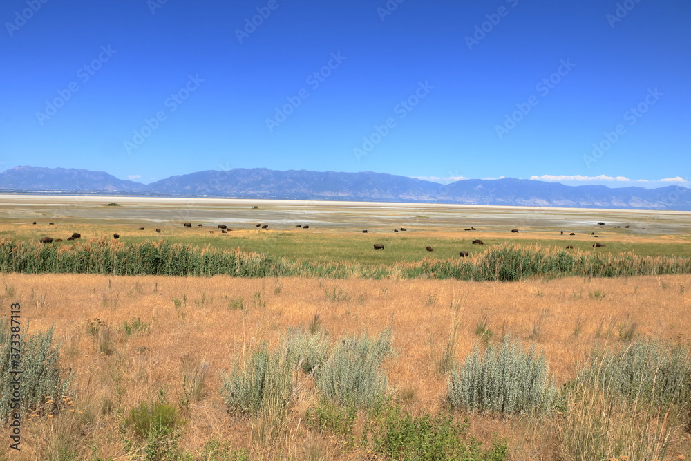 Herd of bison graze in the distance at Antelope Island in the background of the Wasatch Mountains