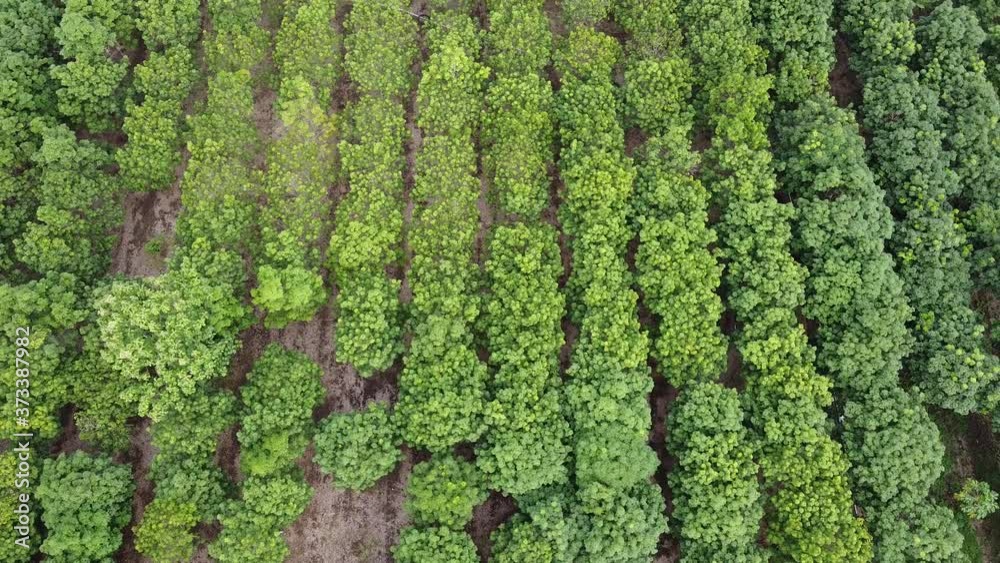 Rubber plantations,Aerial photos. Rubber plantations,Aerial photos.