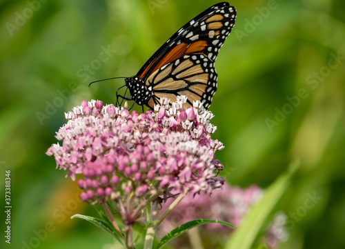 butterfly on flower