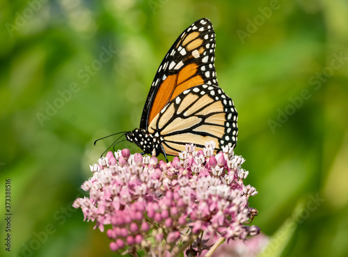 butterfly on flower © Hunter