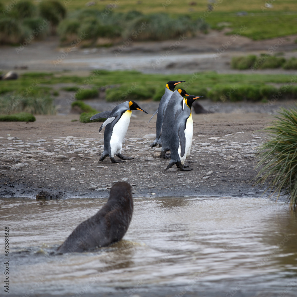 Fototapeta premium Fur Seals (Arctocephalus gazella), and King Penguins, (Aptenodytes patagonicus) on South Georgia Island, Antarctica. Square Composition.
