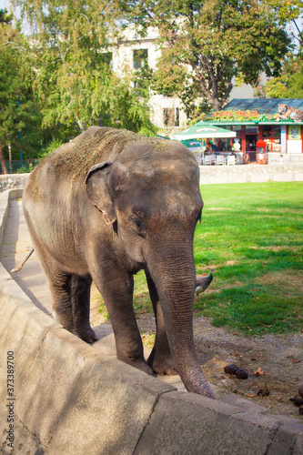 The Asian elephant in Belgrade ZOO, Serbia