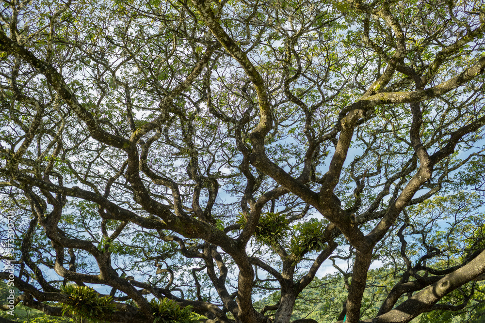 Fototapeta premium Huge tree Pithecellobium saman or rain tree like veins
