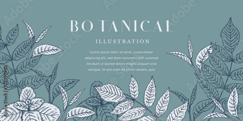 Botanical Leaves Illustration