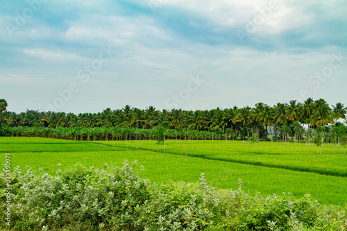 Rice paddies with palm trees  and blue sky