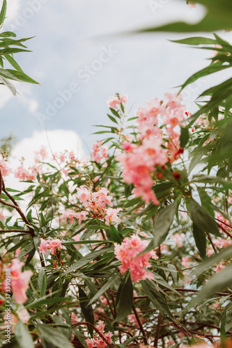 pink flowers in the garden © Matt Antonioli Photo