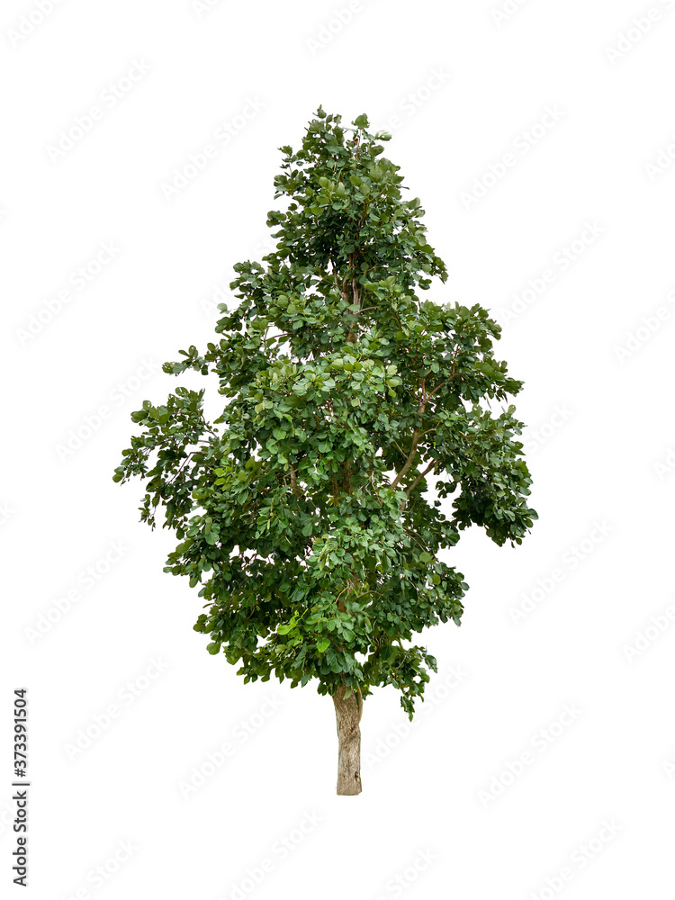Isolated tree with clipping path on white background / die-cut green leaf tree for garden decoration and environment conservation