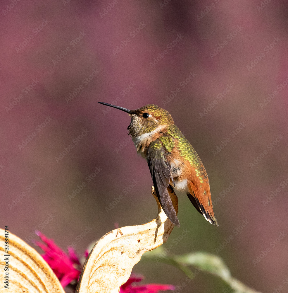 Fototapeta premium hummingbird on a branch