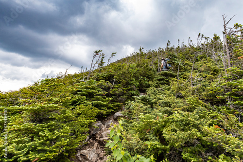 Hiking up to the peak of Bondcliff from the north among the alpine regional foliage
