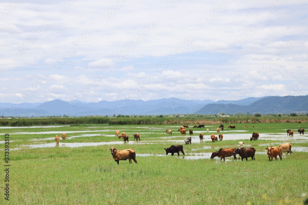 Cow frame in front of beautiful Mountain View. Cow frame in front of beautiful Mountain View.