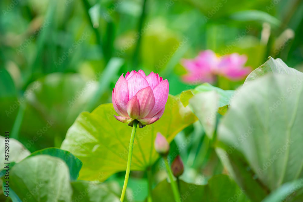 蓮の花　睡蓮　睡蓮花　ハス