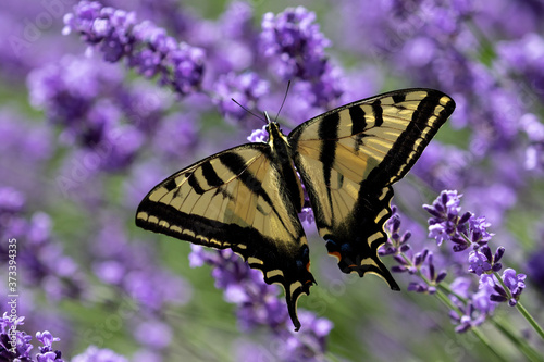 butterfly on lavender © Northern Desert 