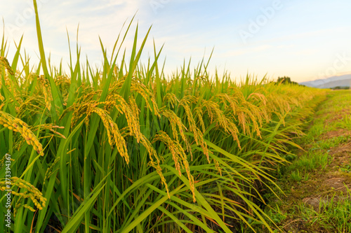 稲刈り前の田園風景　夕焼け空
