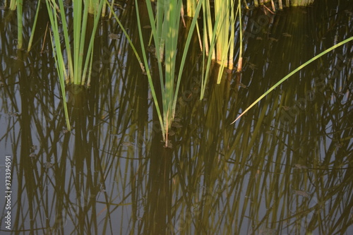 Reeds In the Oasis