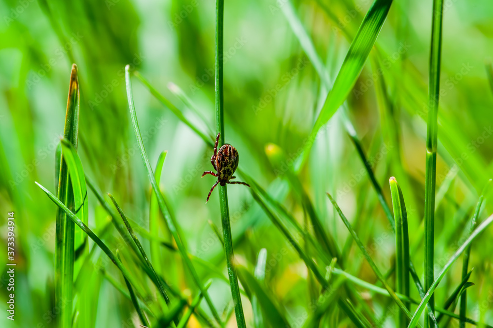 Encephalitis Infected Tick Insect Crawling on Green Grass. Encephalitis Virus or Lyme Borreliosis Disease Infectious Dermacentor Tick Arachnid Parasite Encephalitis Infected Tick Insect Crawling on Green Grass. Encephalitis Virus or Lyme Borreliosis Disease Infectious Dermacentor Tick Arachnid Parasite