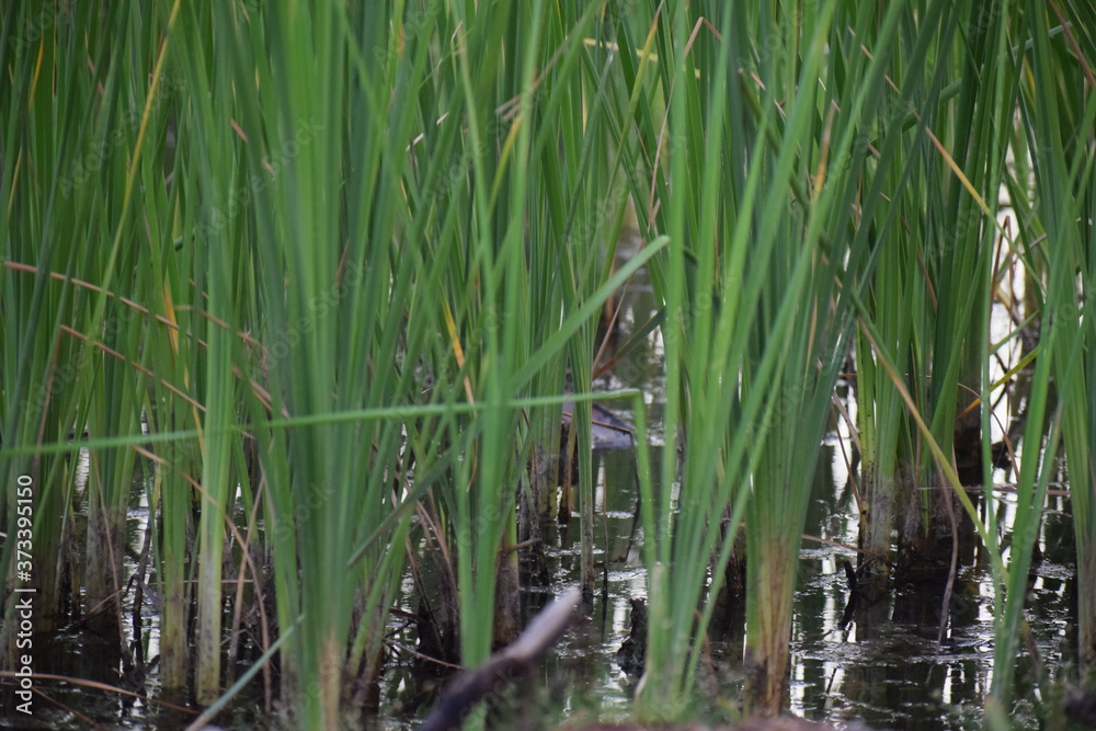 Reeds Close Up Reeds Close Up