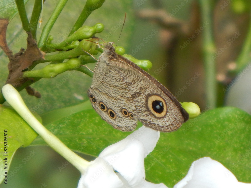 Fototapeta premium butterfly on a green leaf