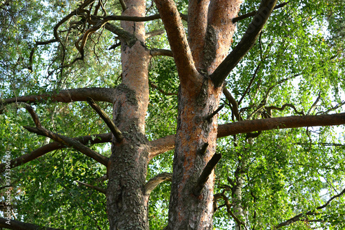 Large trunks with bark of old pine trees in the forest against a background of green foliage and the sky close-up.