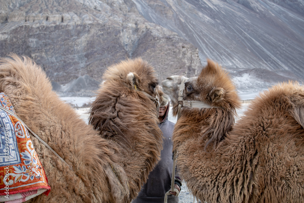 Herd of Bactrian camels with landscape of sand dune at Nubra Valley in Jammu and Kashmir, Ladakh Region, Tibet, India