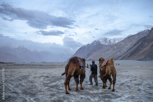 Herd of Bactrian camels with landscape of sand dune at Nubra Valley in Jammu and Kashmir, Ladakh Region, Tibet, India