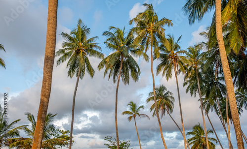 Forest of coconut palm trees at Kalutara in western Sri Lanka