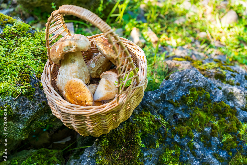 Basket with porcini mushrooms in the forest near the stone with moss Basket with porcini mushrooms in the forest near the stone with moss