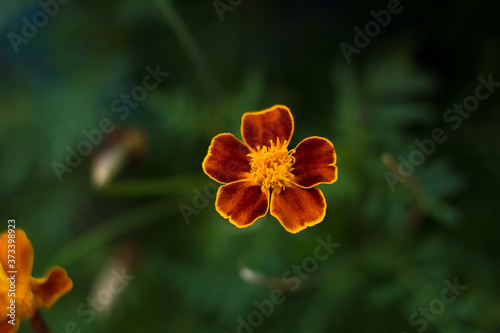Flower on green defocused background