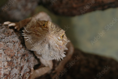 Meet mr bearded dragon, looking to make it big, natural spokens person or reptile, interesting appearance, calm demeador, friendly lizard