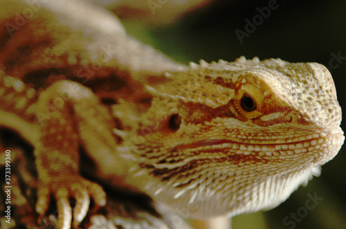 Expressive bearded dragon  this is the real deal  latin species name is Pogona barbata    ery interesting features to his scaling skin  such as spikes running throught out his body. Charming looks.