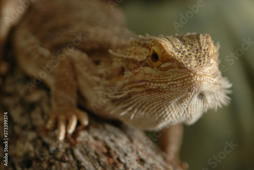 Expressive bearded dragon, this is the real deal, latin species name is Pogona barbata), ery interesting features to his scaling skin, such as spikes running throught out his body. Charming looks.