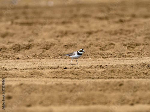 Little ringed plover foraging in a plowed field 2