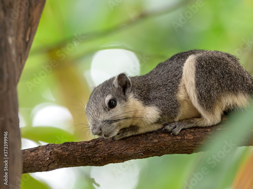 Close up Squirrel on Tree Branch Isolated on Background © backiris