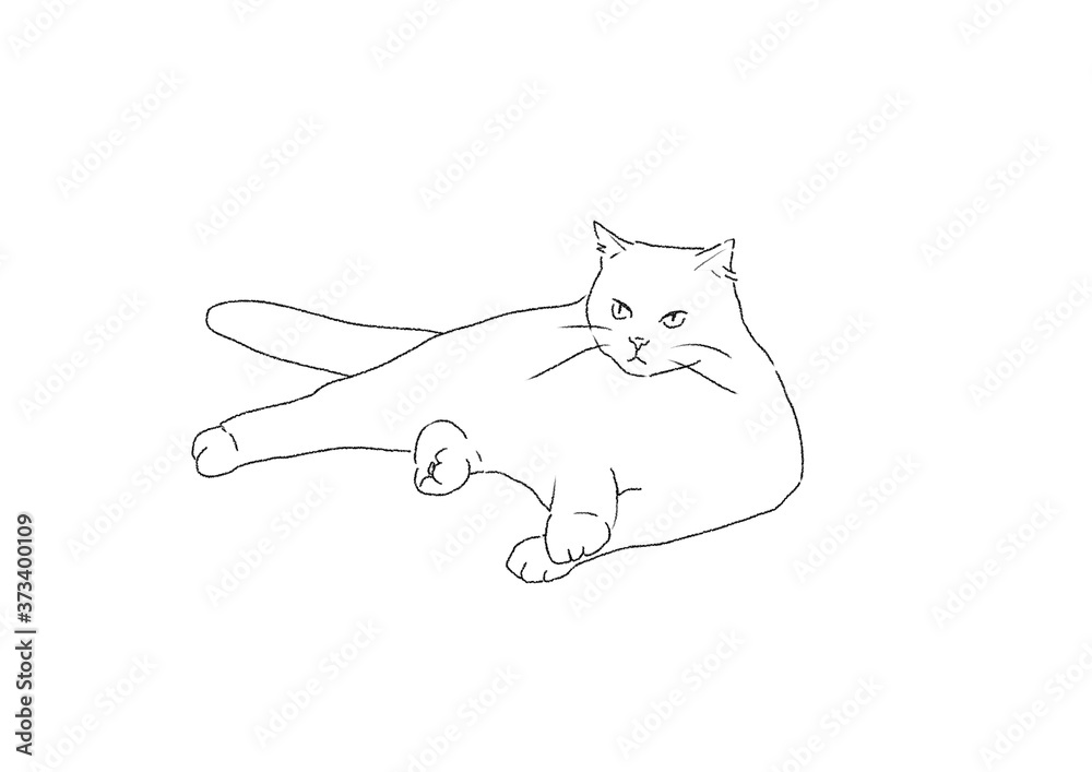 Fototapeta premium 猫
