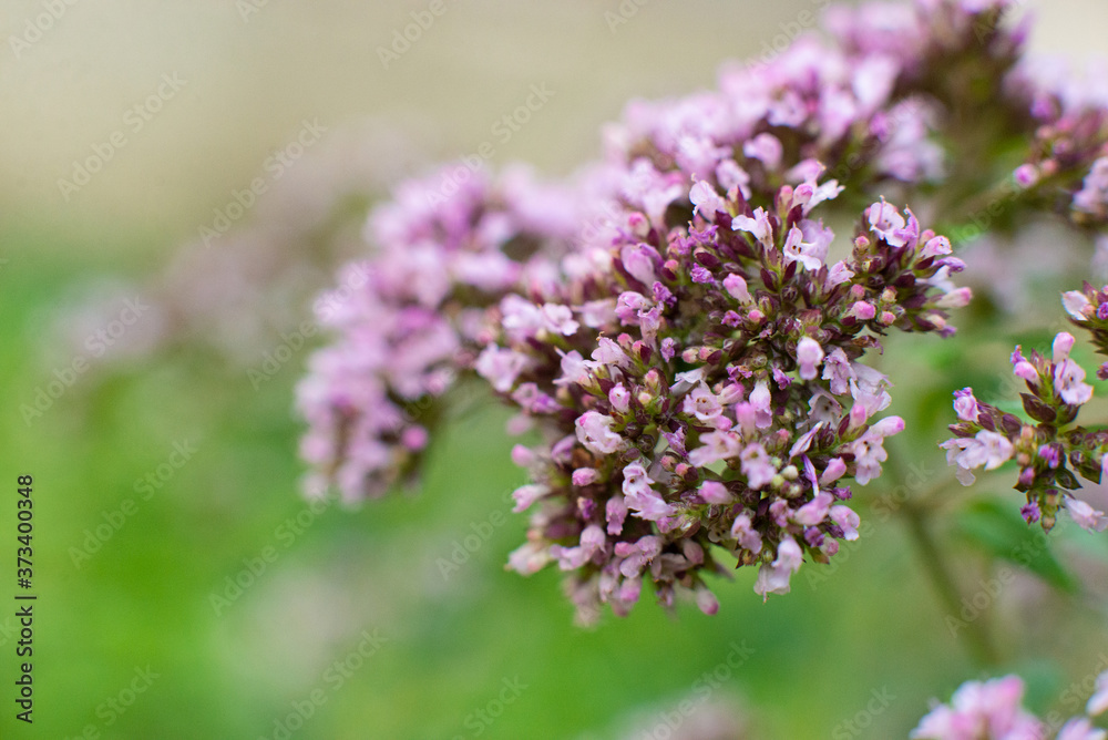 Oregano plant. macro shot, close-up, field lilac fragrant flowers. Organic natural seasoning.