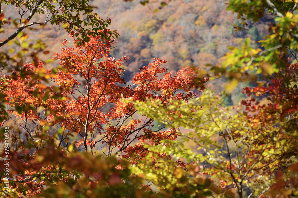紅葉した森の背景 紅葉した森の背景