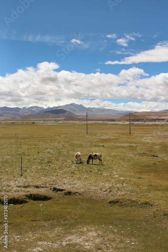 View of the Himalaya mountains and Tibetan village with yaks in Tibet  China