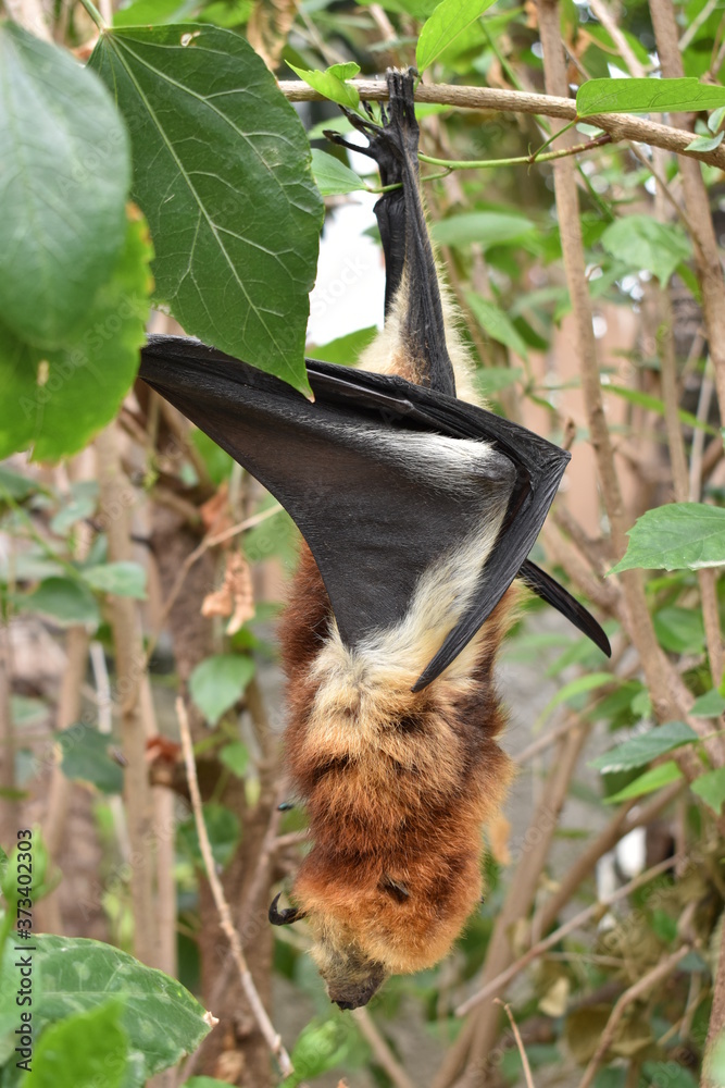 Bats head down clinging to its branch. Numerous research underway to study the ability to resist many viruses.