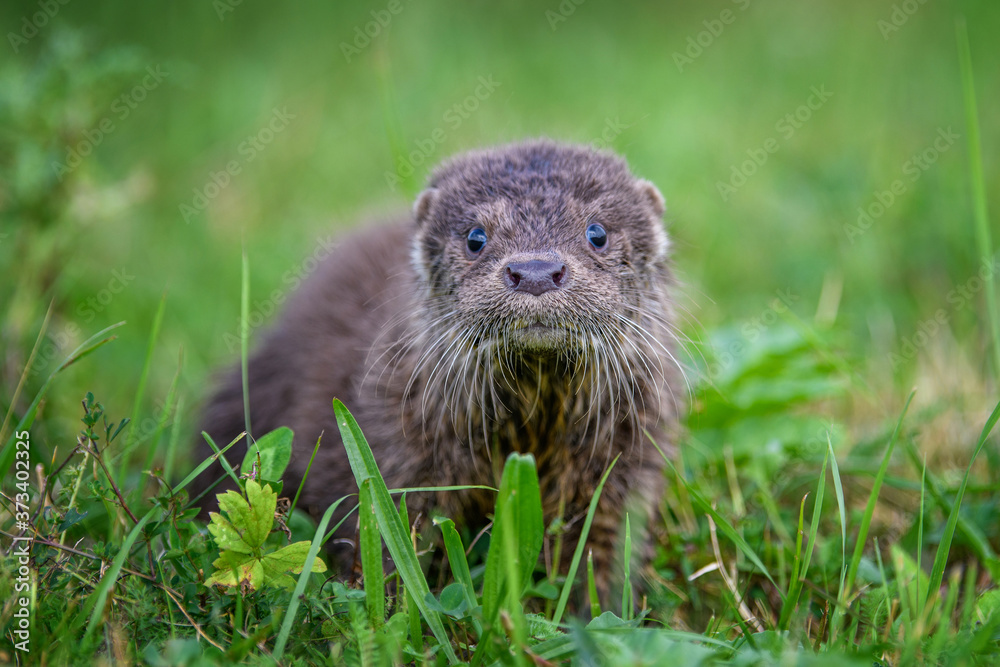 Lutra in nature habitat. Portrait of water predator Lutra in nature habitat. Portrait of water predator