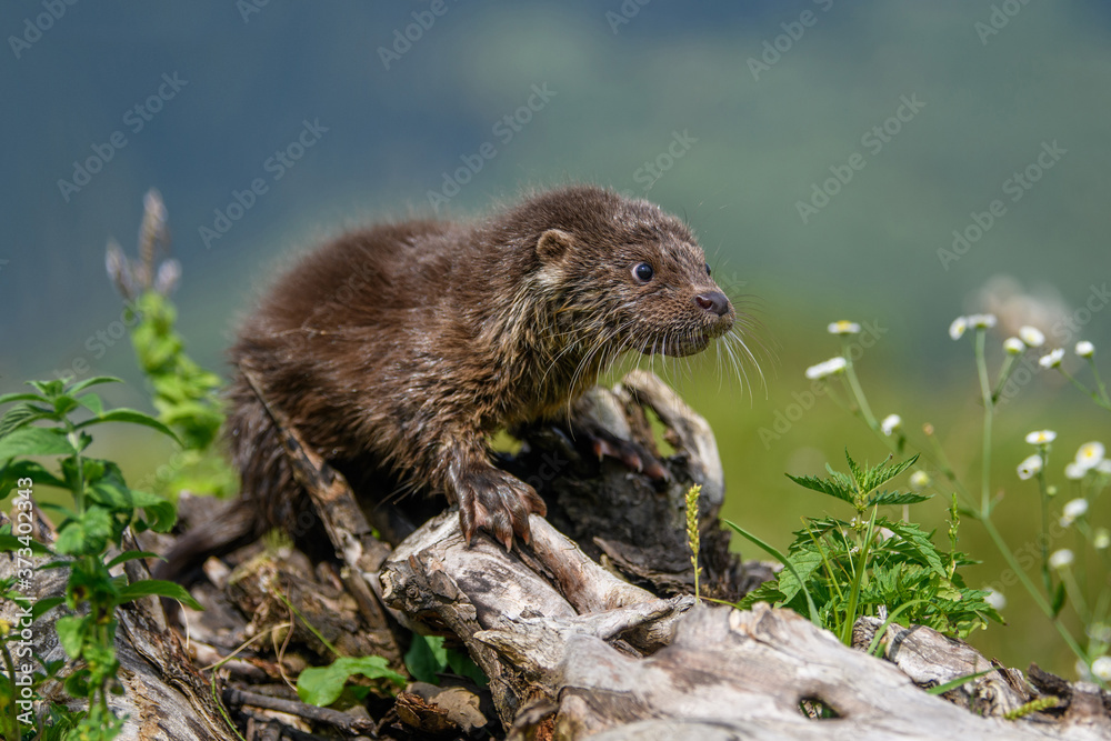 Lutra in nature habitat. Portrait of water predator Lutra in nature habitat. Portrait of water predator