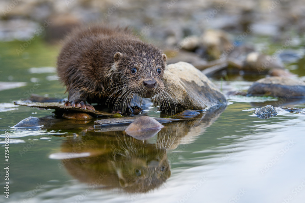 Lutra in nature habitat. Portrait of water predator Lutra in nature habitat. Portrait of water predator