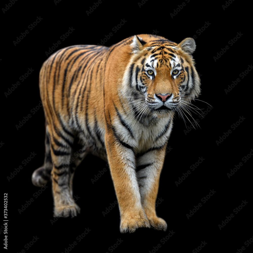 Close up Siberian or Amur tiger on black background
