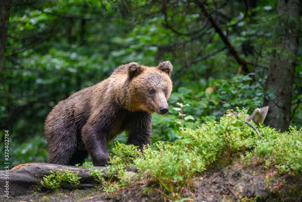 Wild adult Brown Bear ( Ursus Arctos ) in the summer forest Wild adult Brown Bear ( Ursus Arctos ) in the summer forest