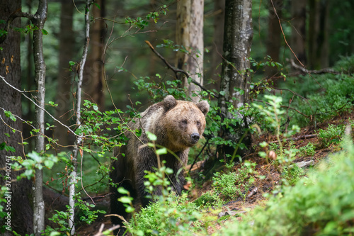 Wild adult Brown Bear ( Ursus Arctos ) in the summer forest © byrdyak