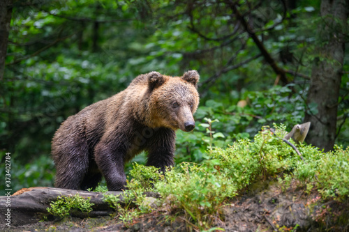 Wild adult Brown Bear ( Ursus Arctos ) in the summer forest