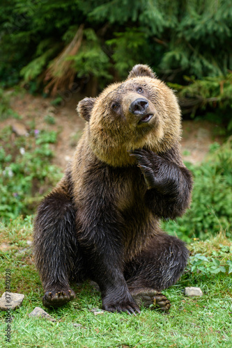 Brown bear sitting in funny pose