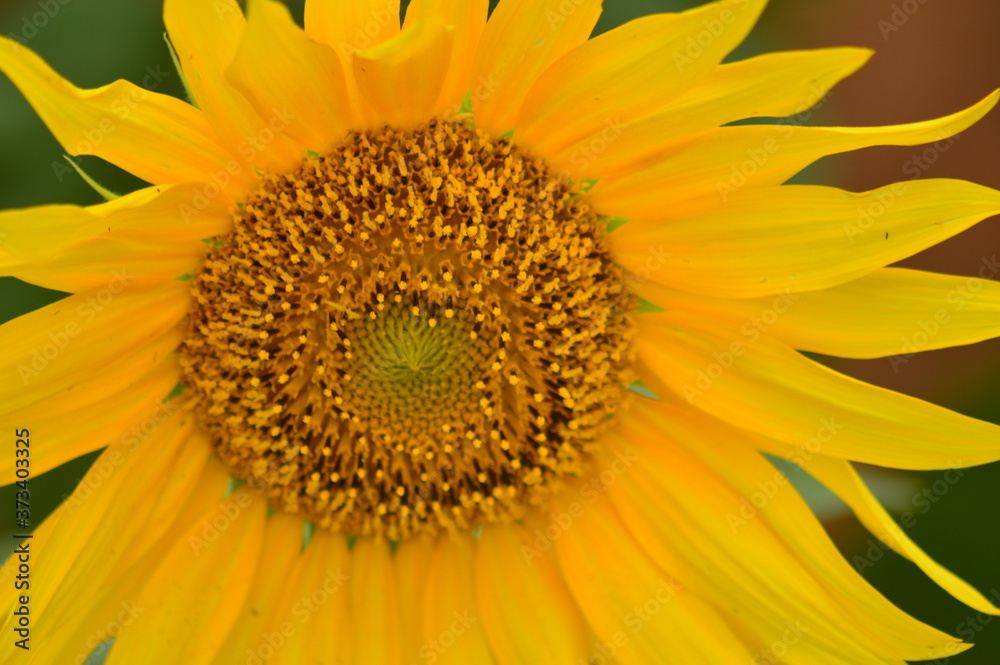 sunflower close up