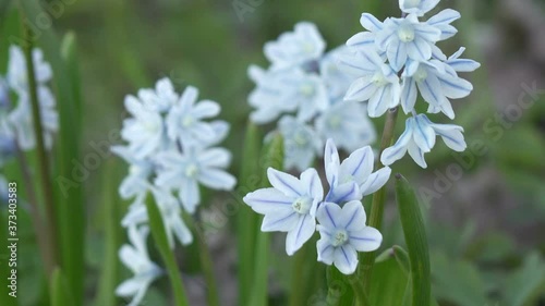 Puschkinia scilloides (Striped squill ) is a genus of three known species of bulbous perennials in the family Asparagaceae, subfamily Scilloideae