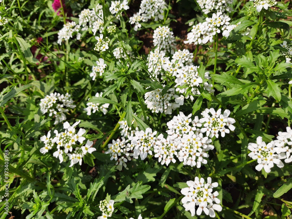 White verbena flower in the garden. Beautiful flower of verbena.